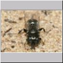 Oxybelus bipunctatus - Fliegenspiesswespe w20b 6mm - Sandgrube Niedringhaussee.jpg